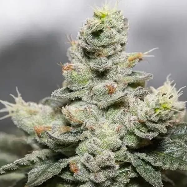 Blue Cookies × OG Seed > Vision Seeds | Feminized Cannabis   |  Indica